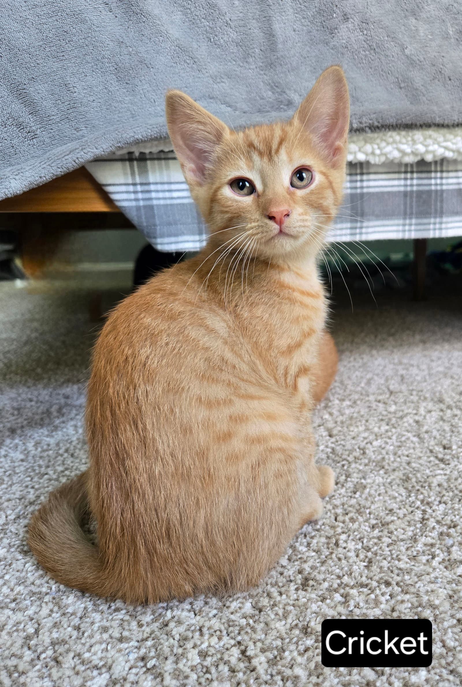 Cricket - Tabby