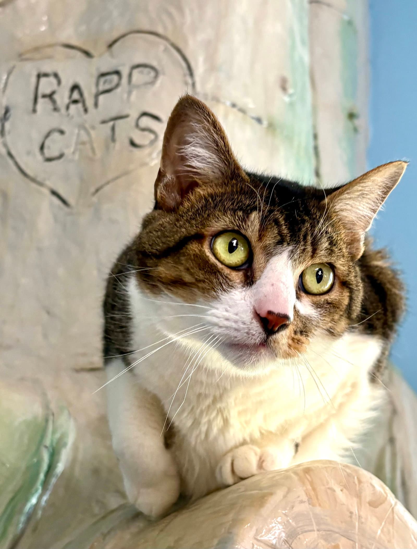 Bootsie - Tabby
