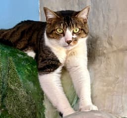 Bootsie image 2