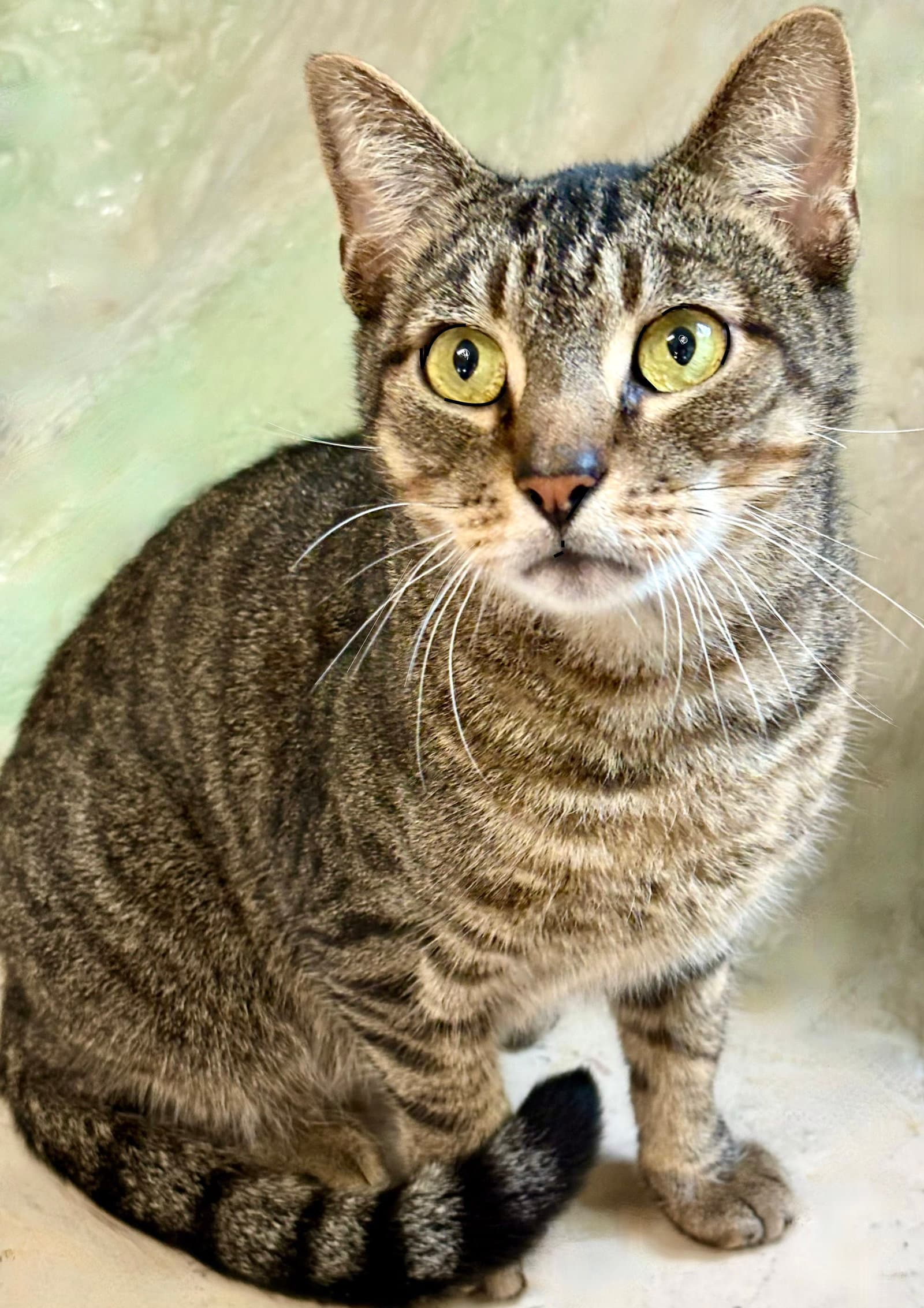 Antonio - Tabby