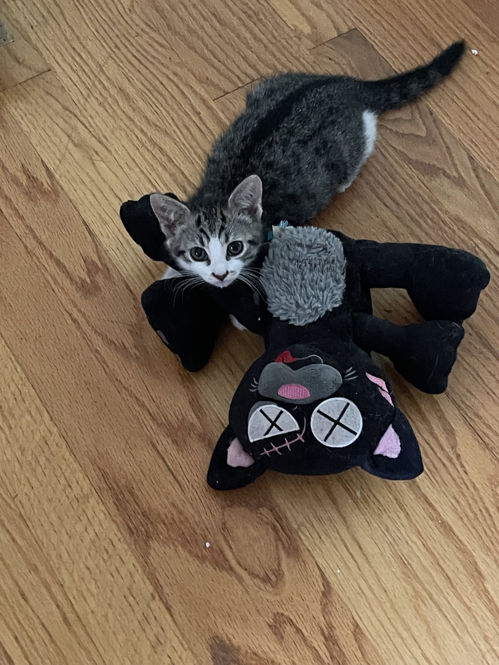 Keeper - Tabby