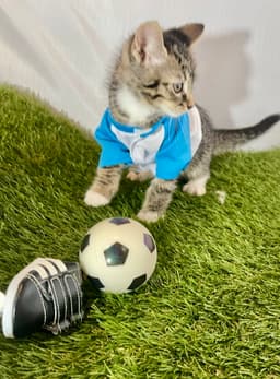 Striker image 3