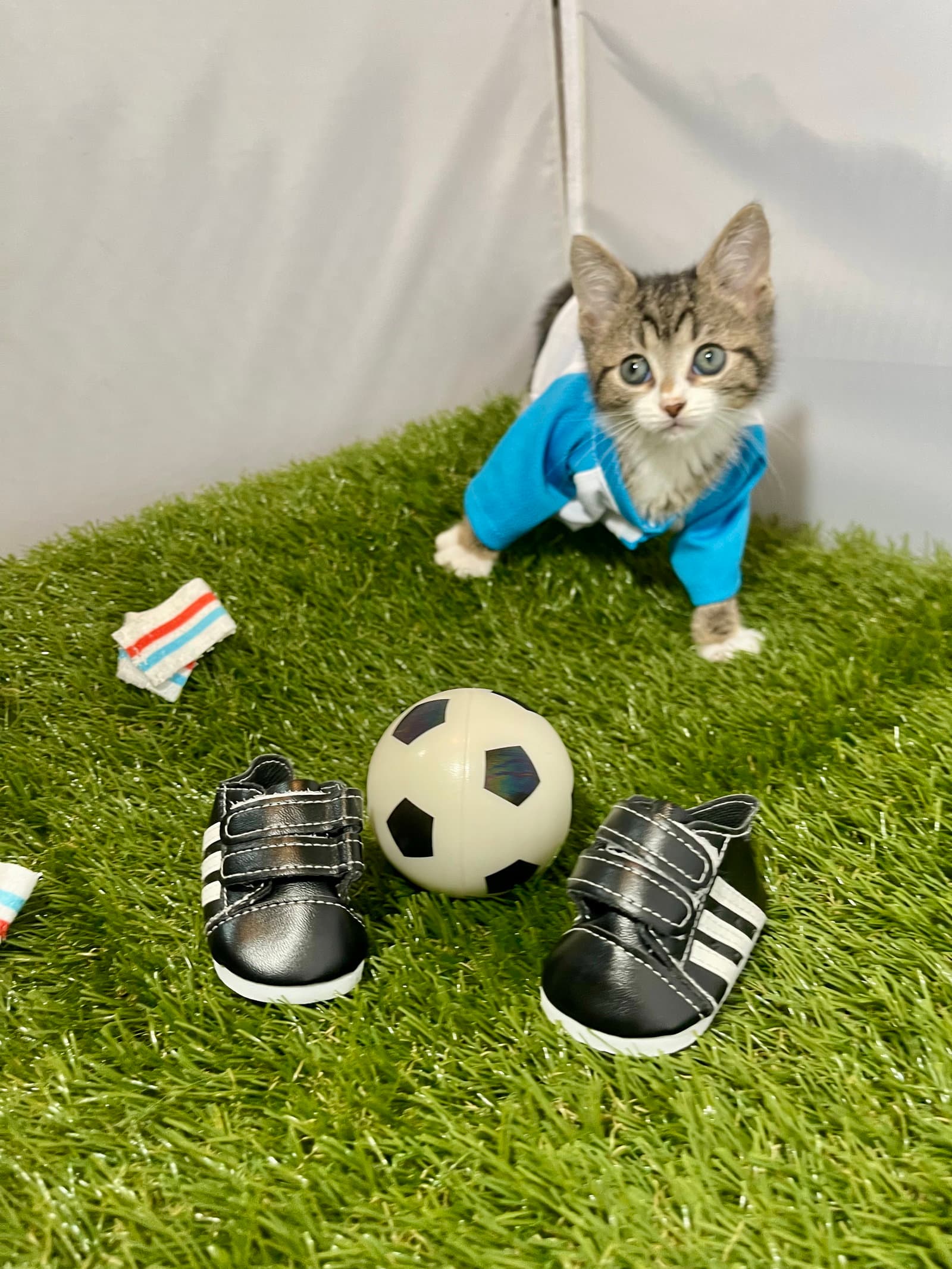 Winger - Tabby