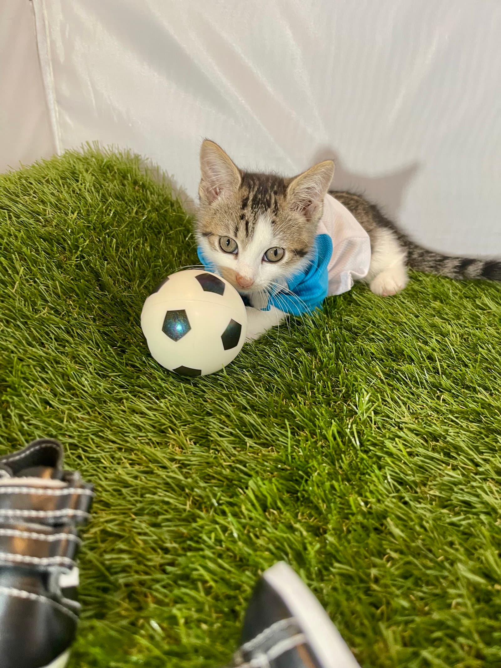 Sweeper - Tabby