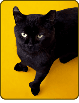 Hunter image 2