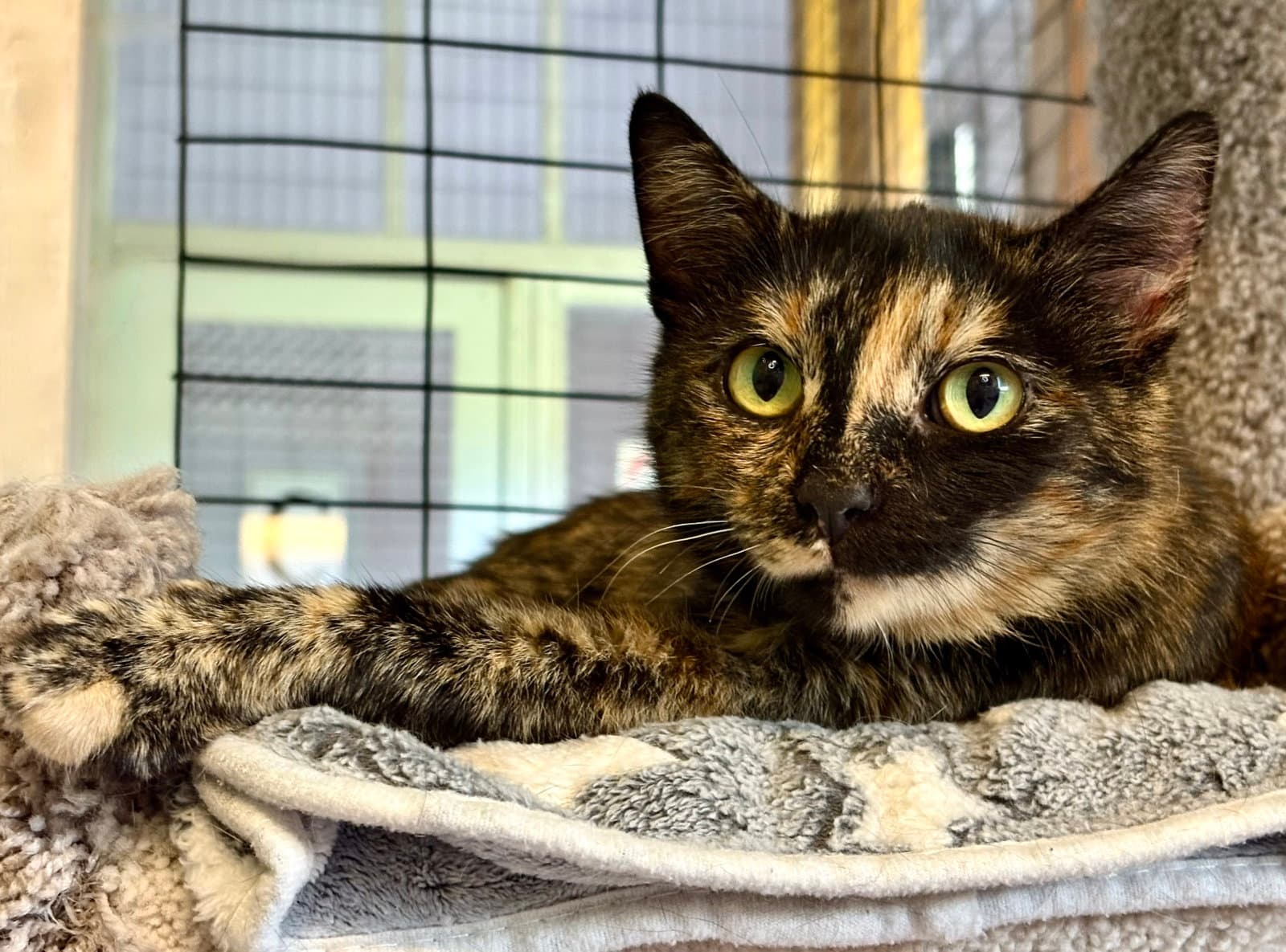 July - Tortoiseshell