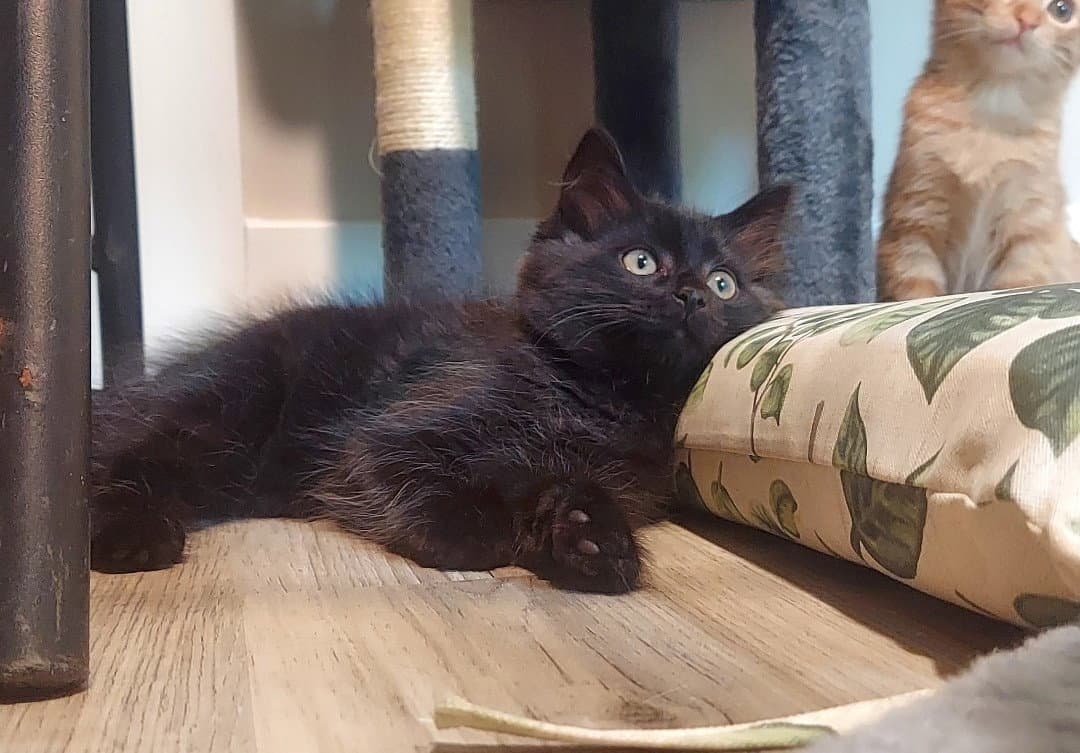 Luca - Maine Coon