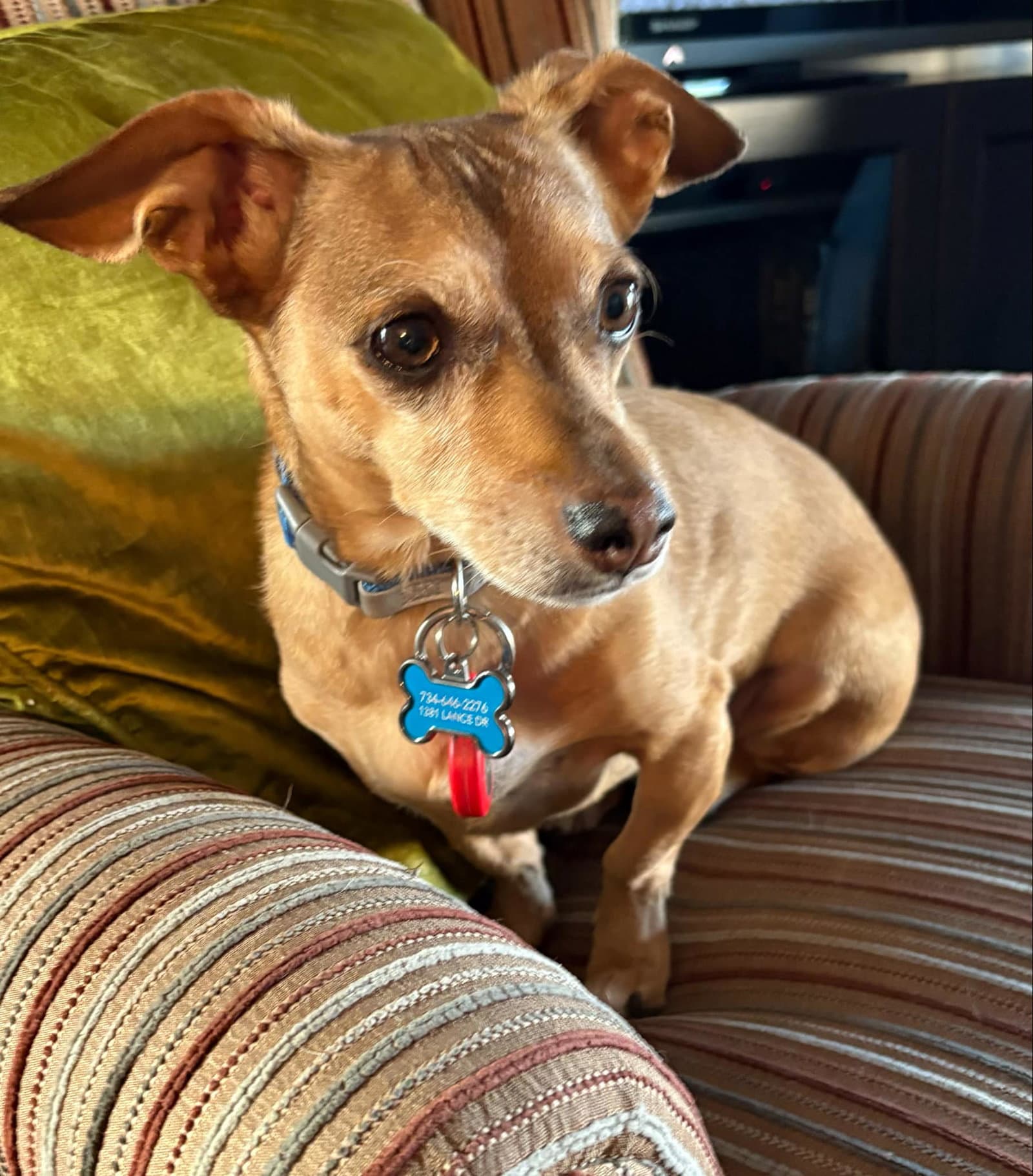 Jack - Dachshund