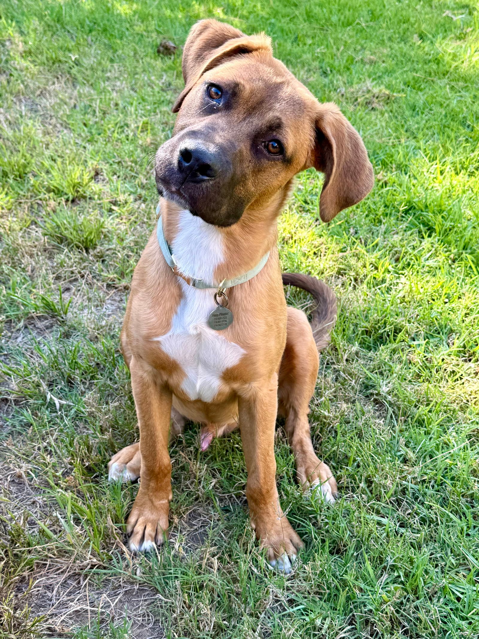Brutus - Shepherd