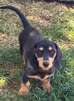 Annie image 1
