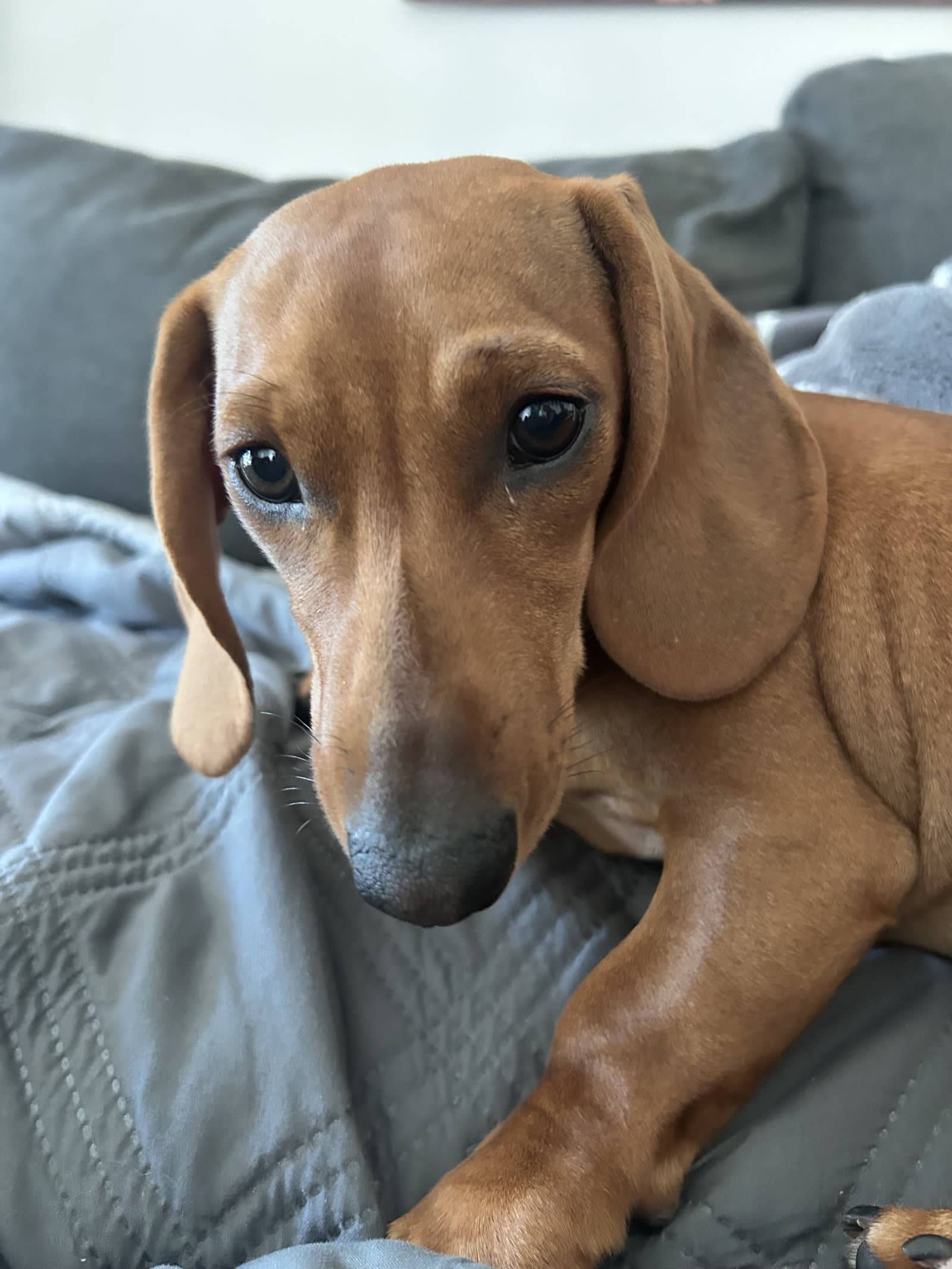 Maddie - Dachshund
