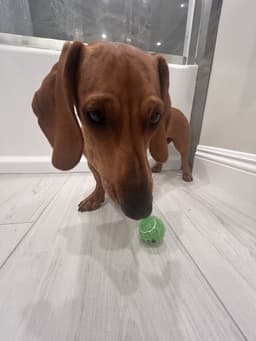 Maddie image 3