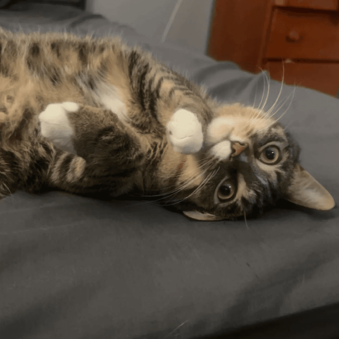 Dega Fkatigey - Domestic Short Hair