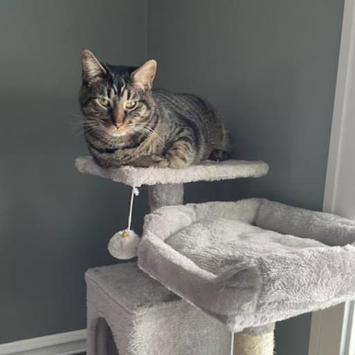 Kaos Litter Prometheus - Domestic Short Hair