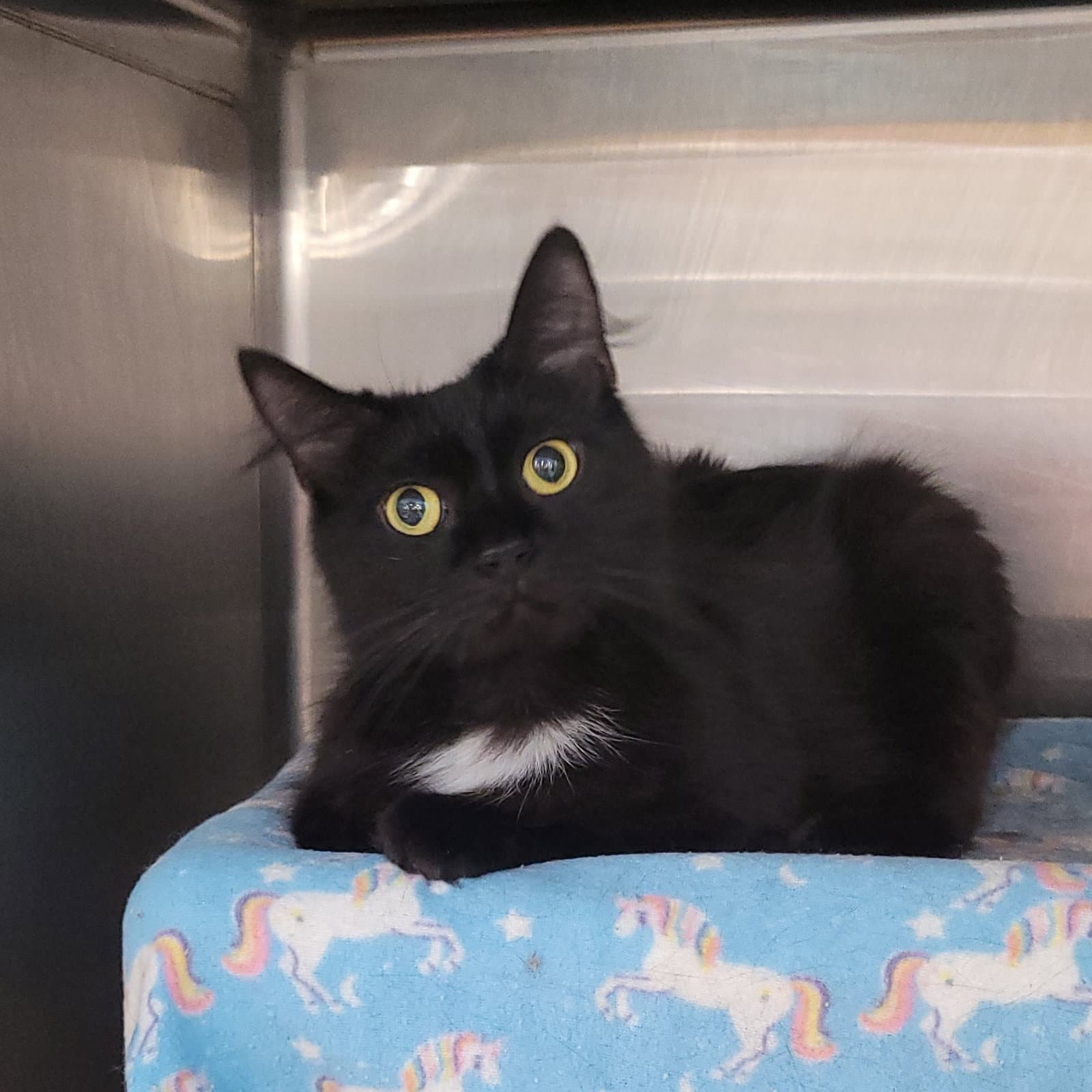 Little Lady - Domestic Medium Hair