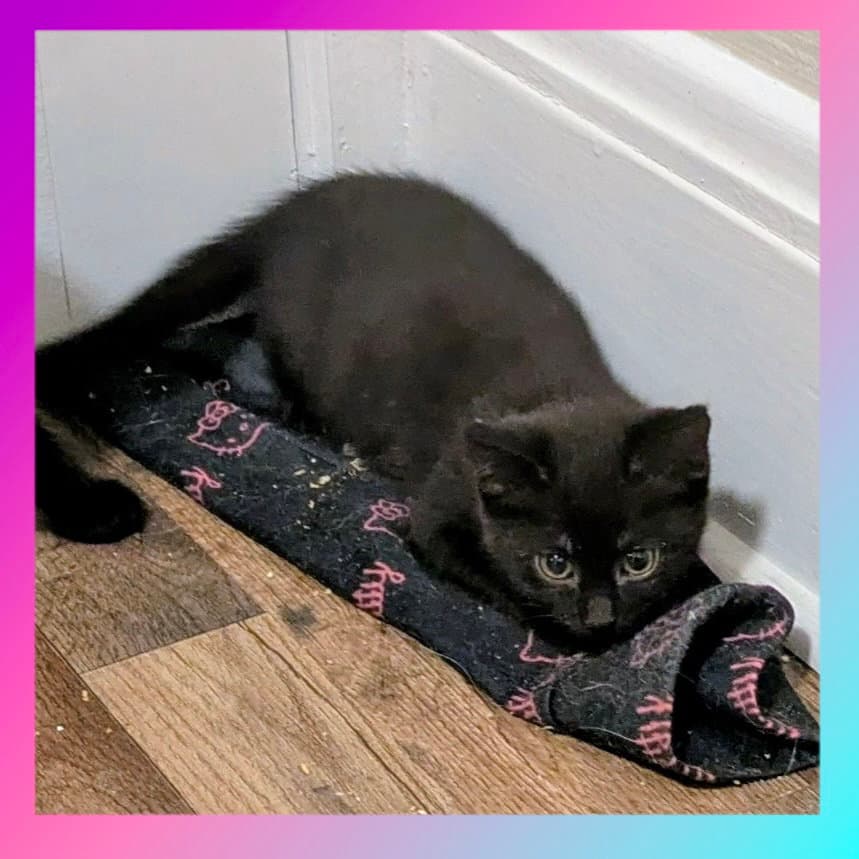 Ludahiss - Domestic Short Hair