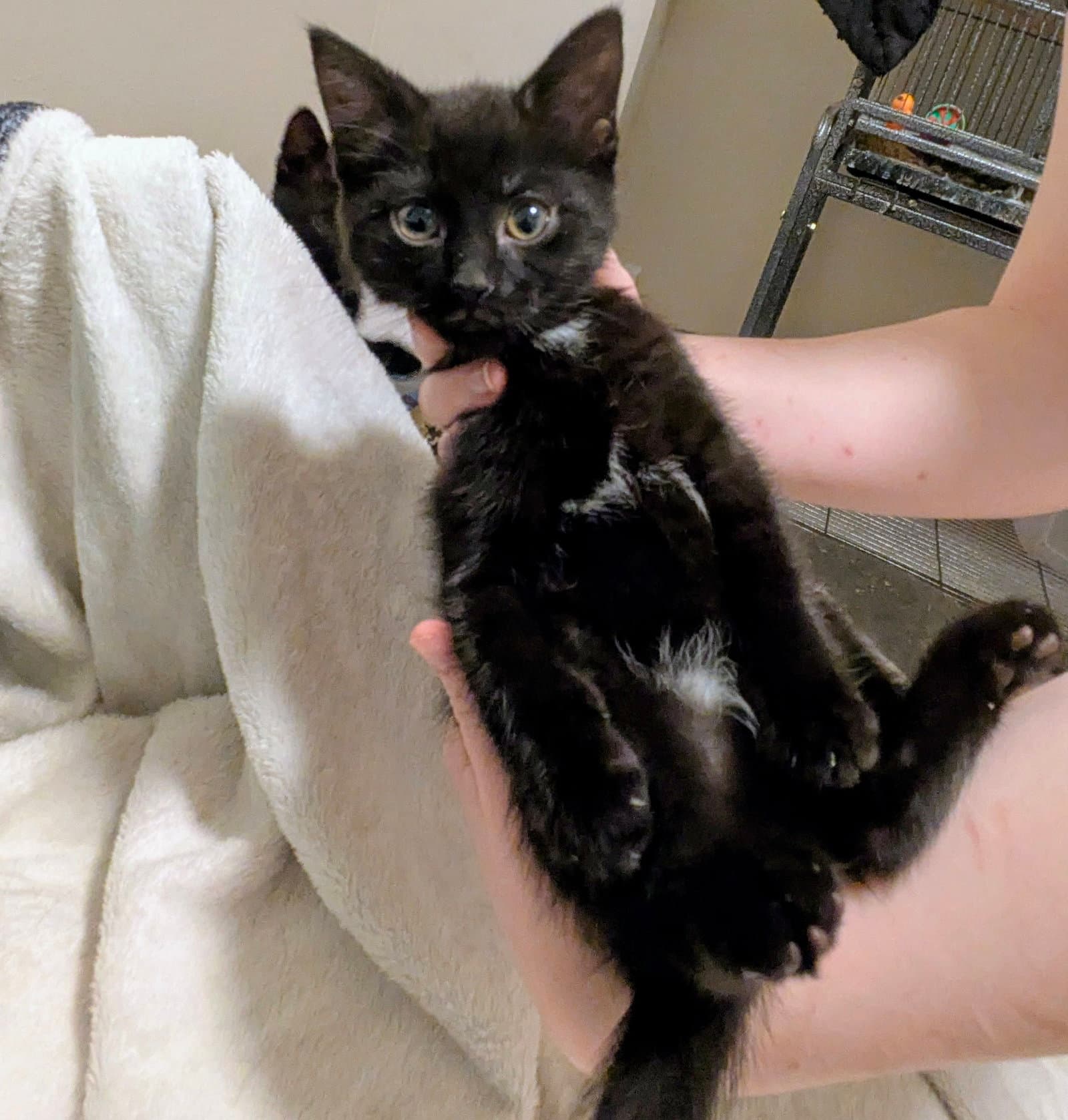 Young Girl - Domestic Short Hair