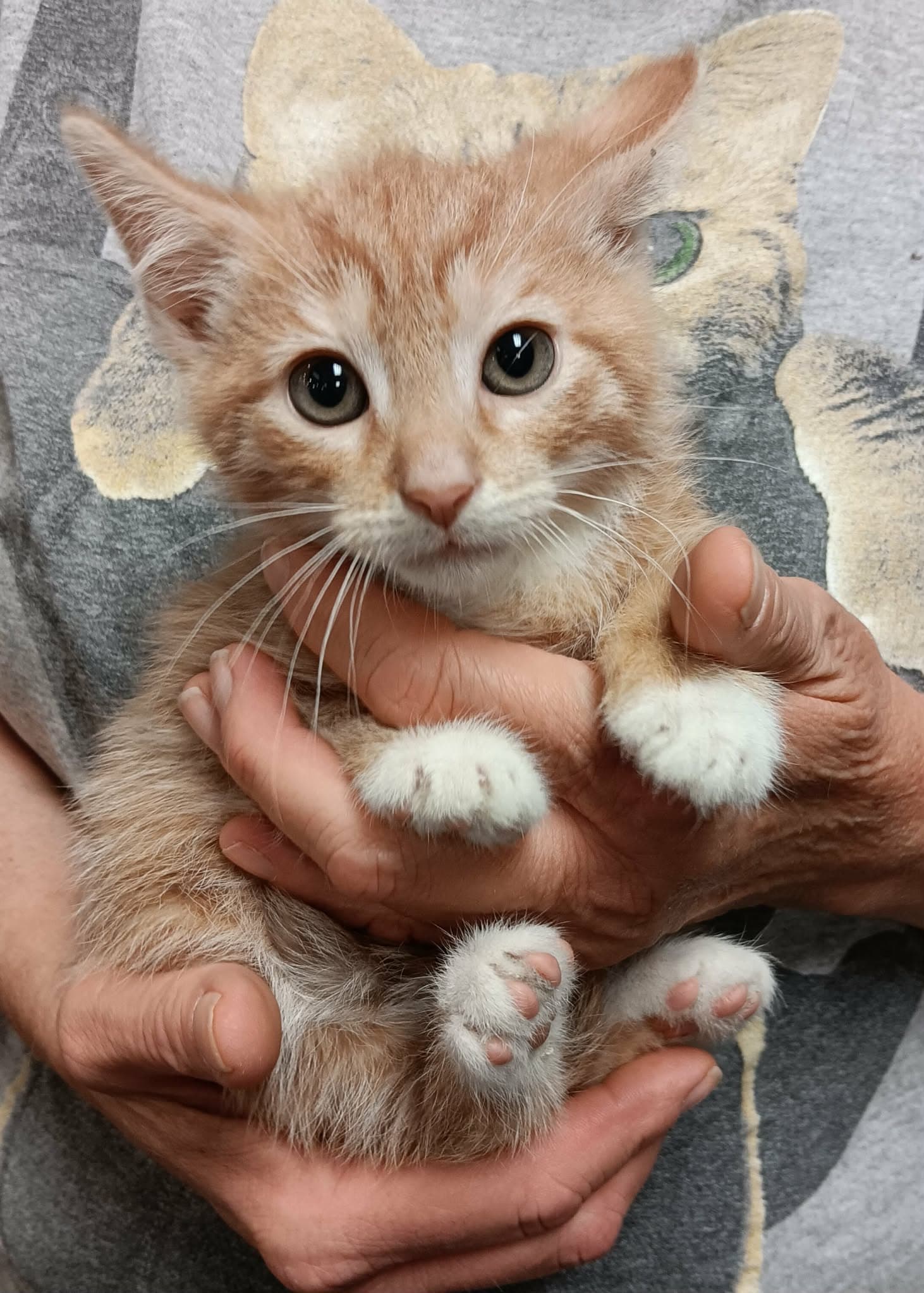 Maui - Domestic Short Hair