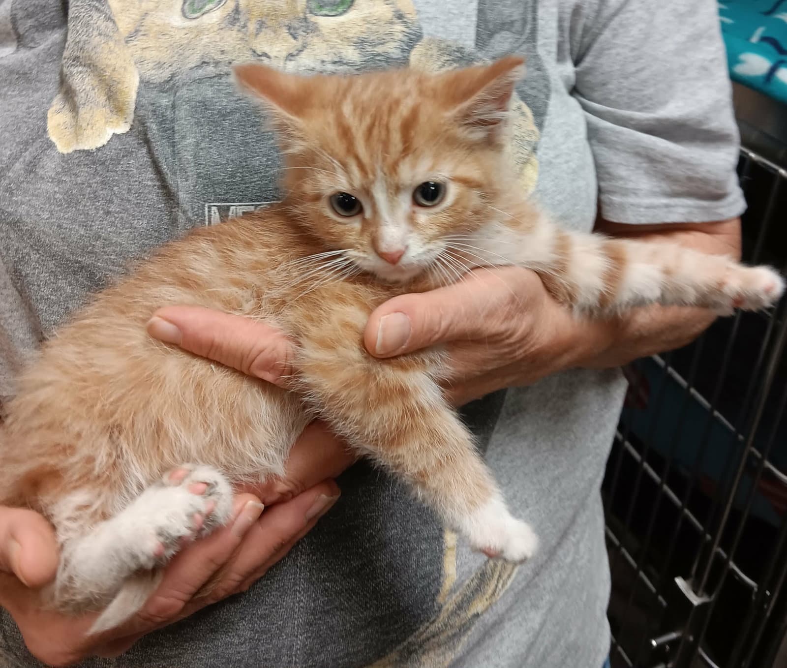 Caribbean - Domestic Short Hair