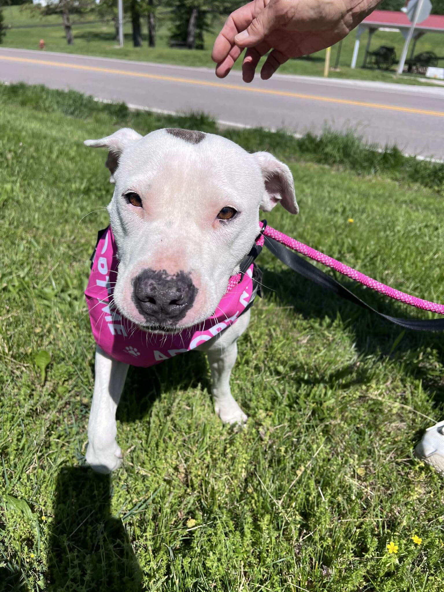 Dot - Terrier