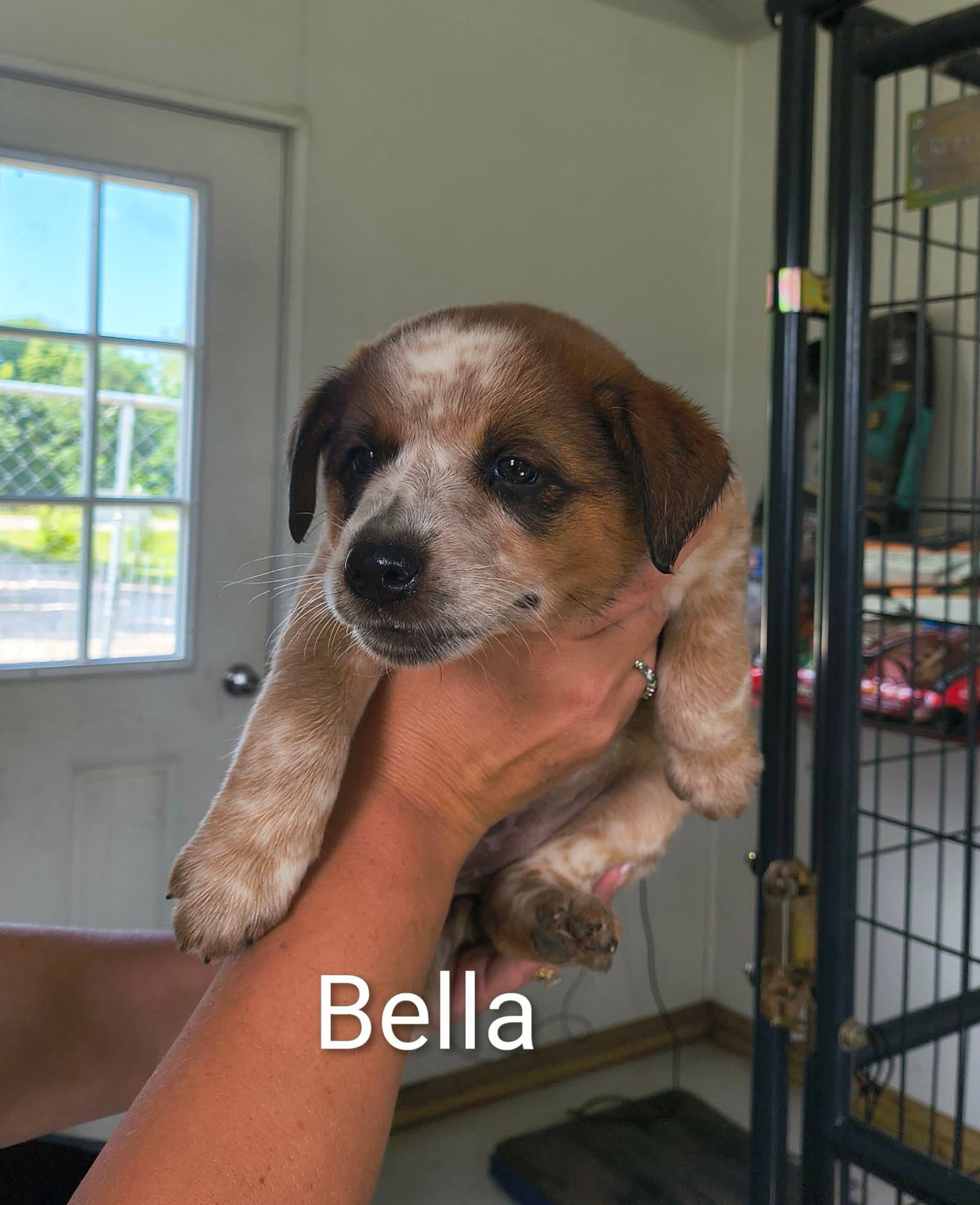 Bella - Shepherd