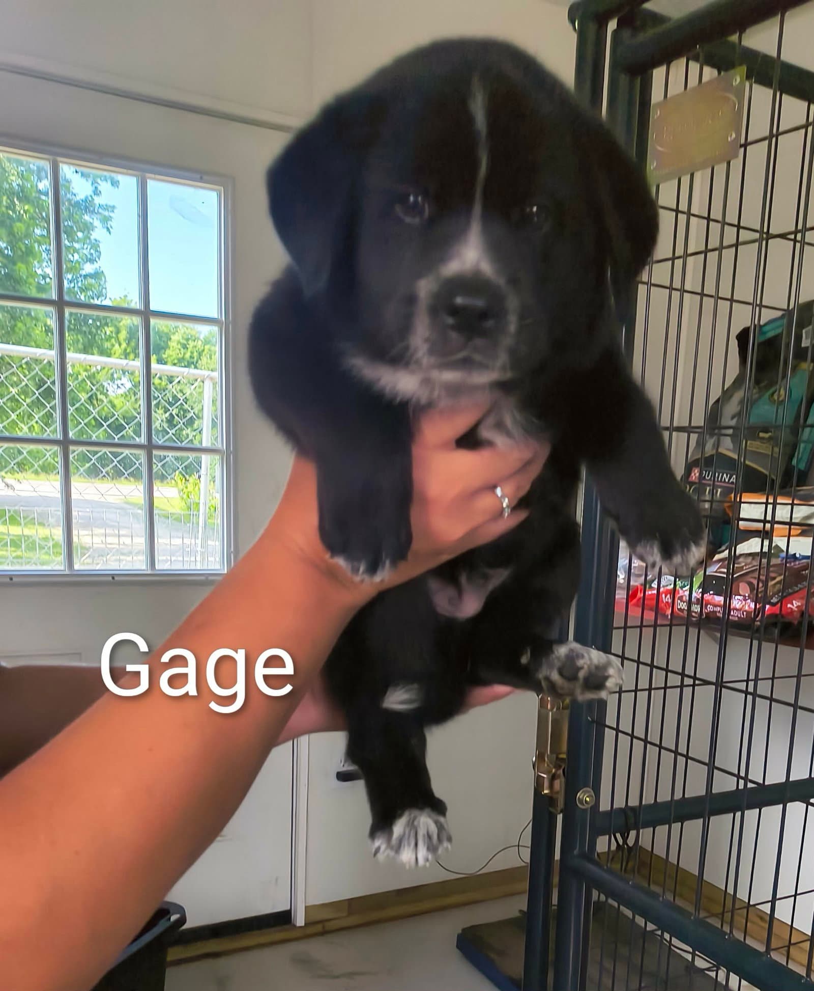 Gage - Shepherd