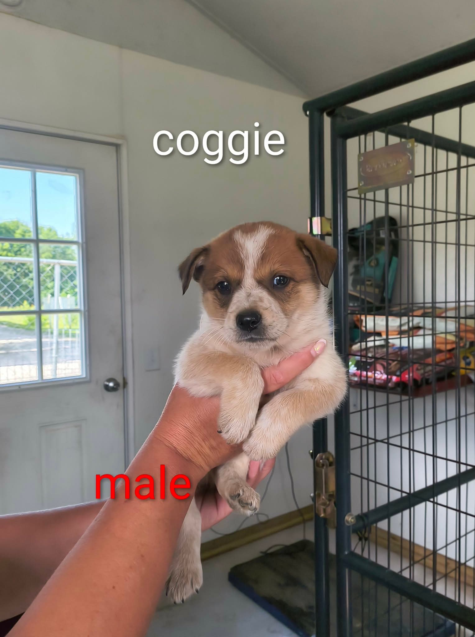 Coggie - Shepherd