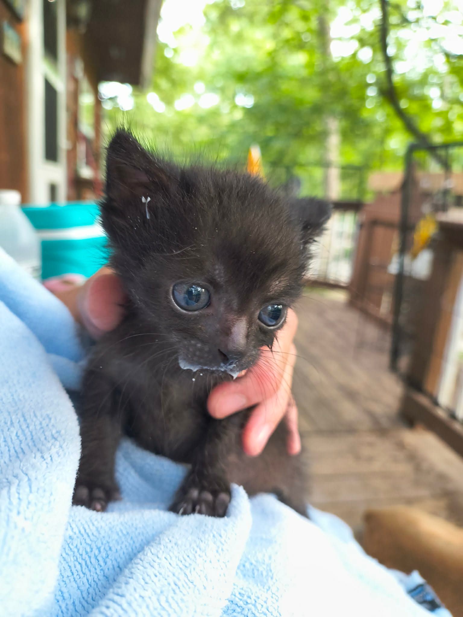 Midknight - Domestic Short Hair