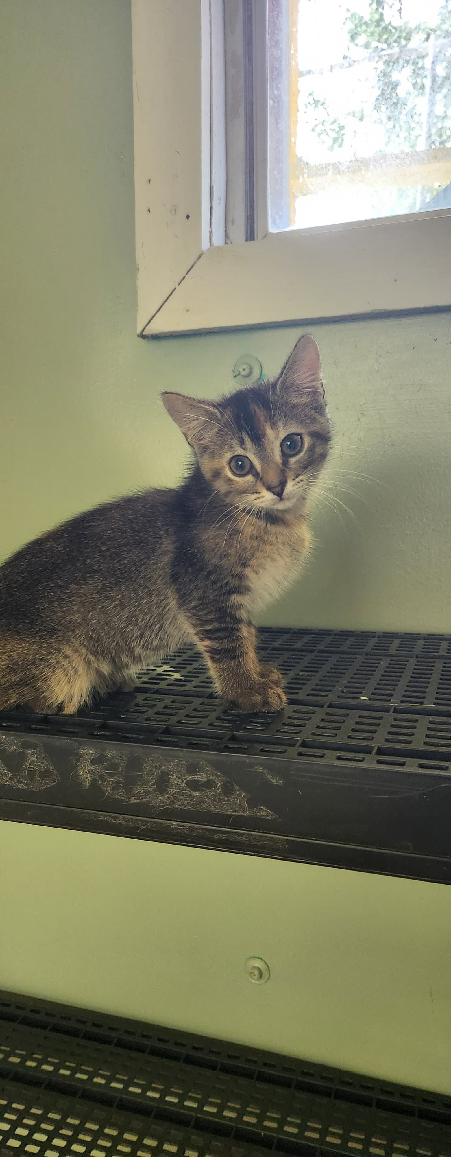 Bea - Domestic Short Hair