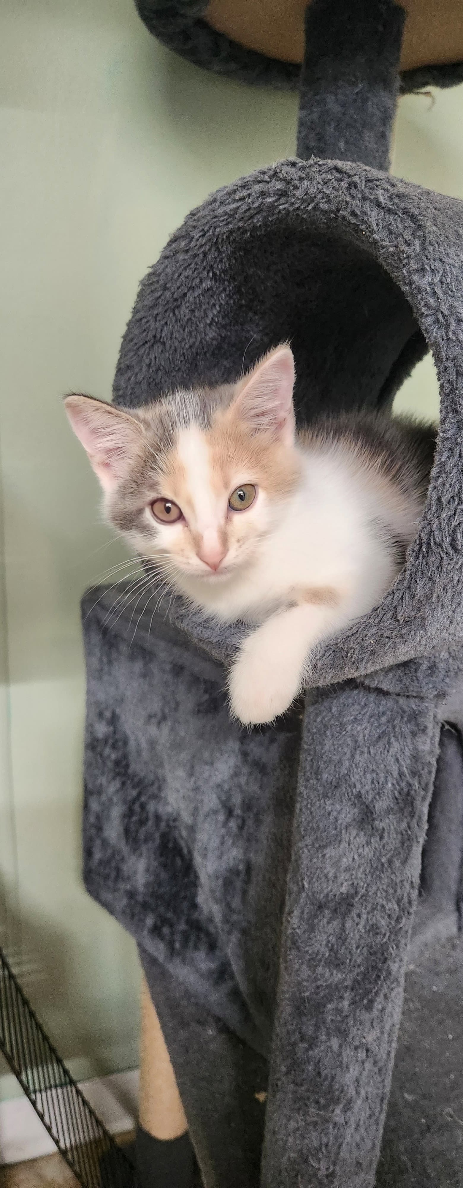 Fay - Domestic Short Hair