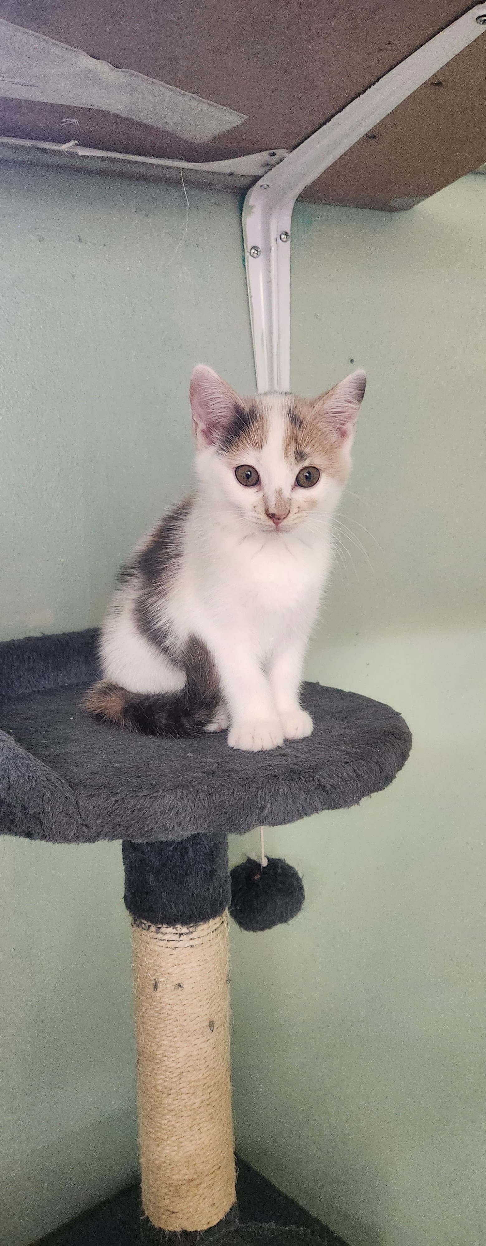 Flo - Domestic Short Hair