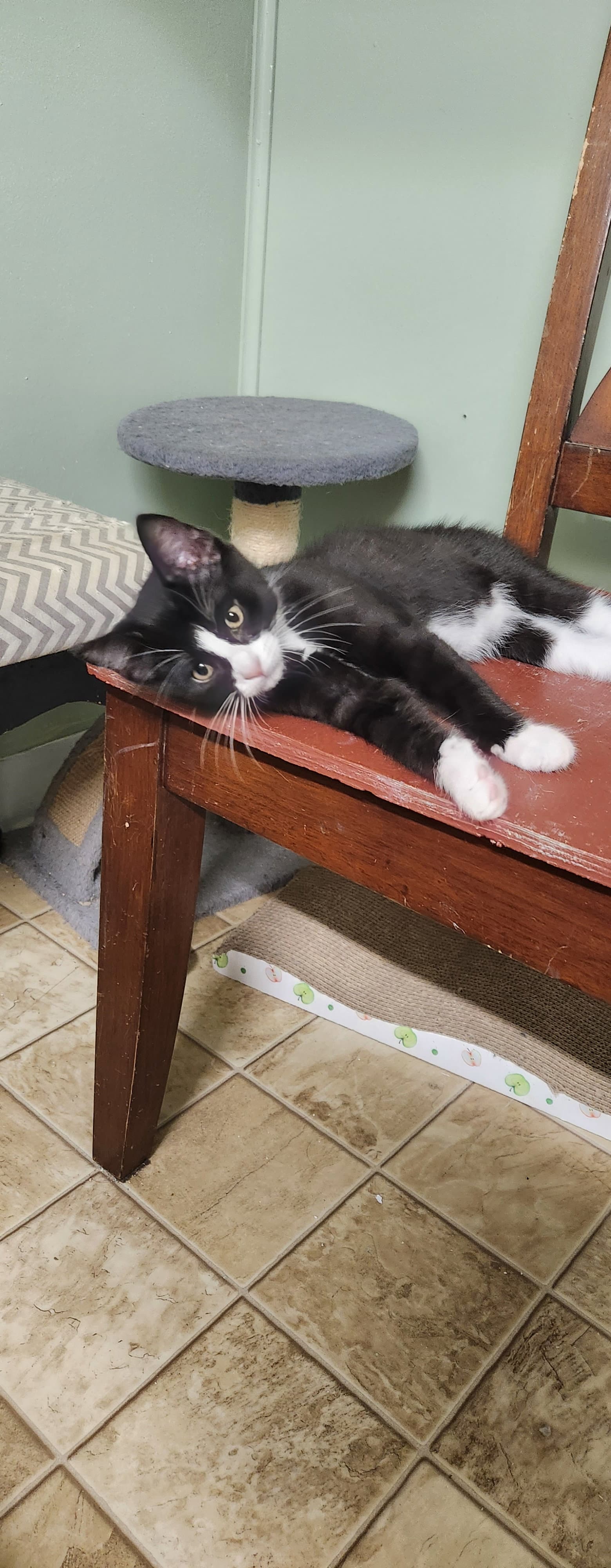 Enchilada - Domestic Short Hair