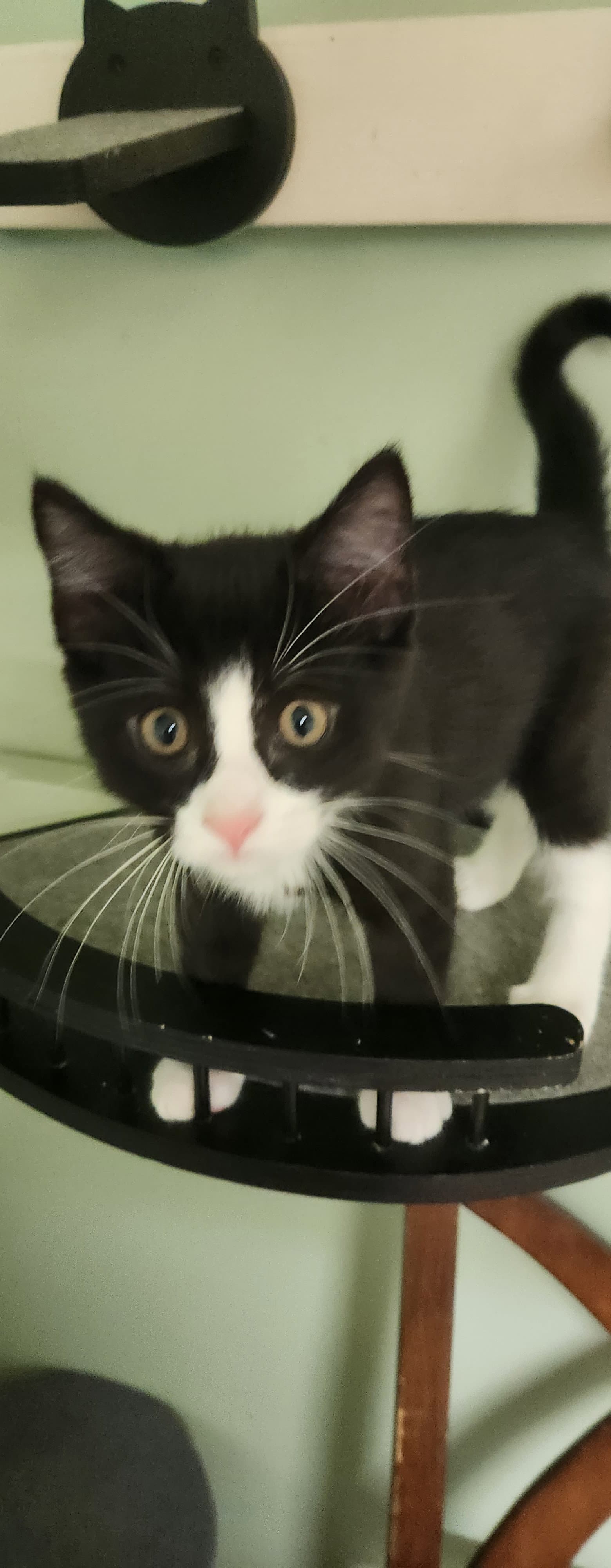 Taco - Domestic Short Hair