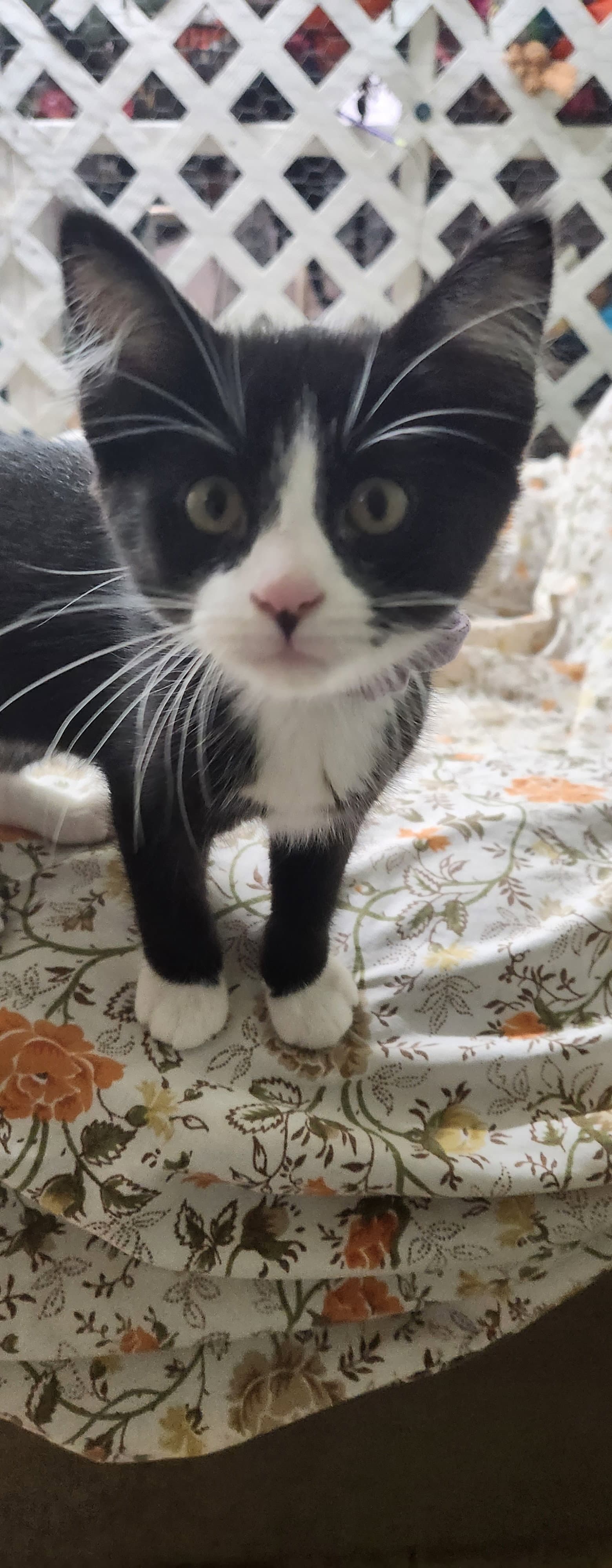 Tortilla - Domestic Short Hair