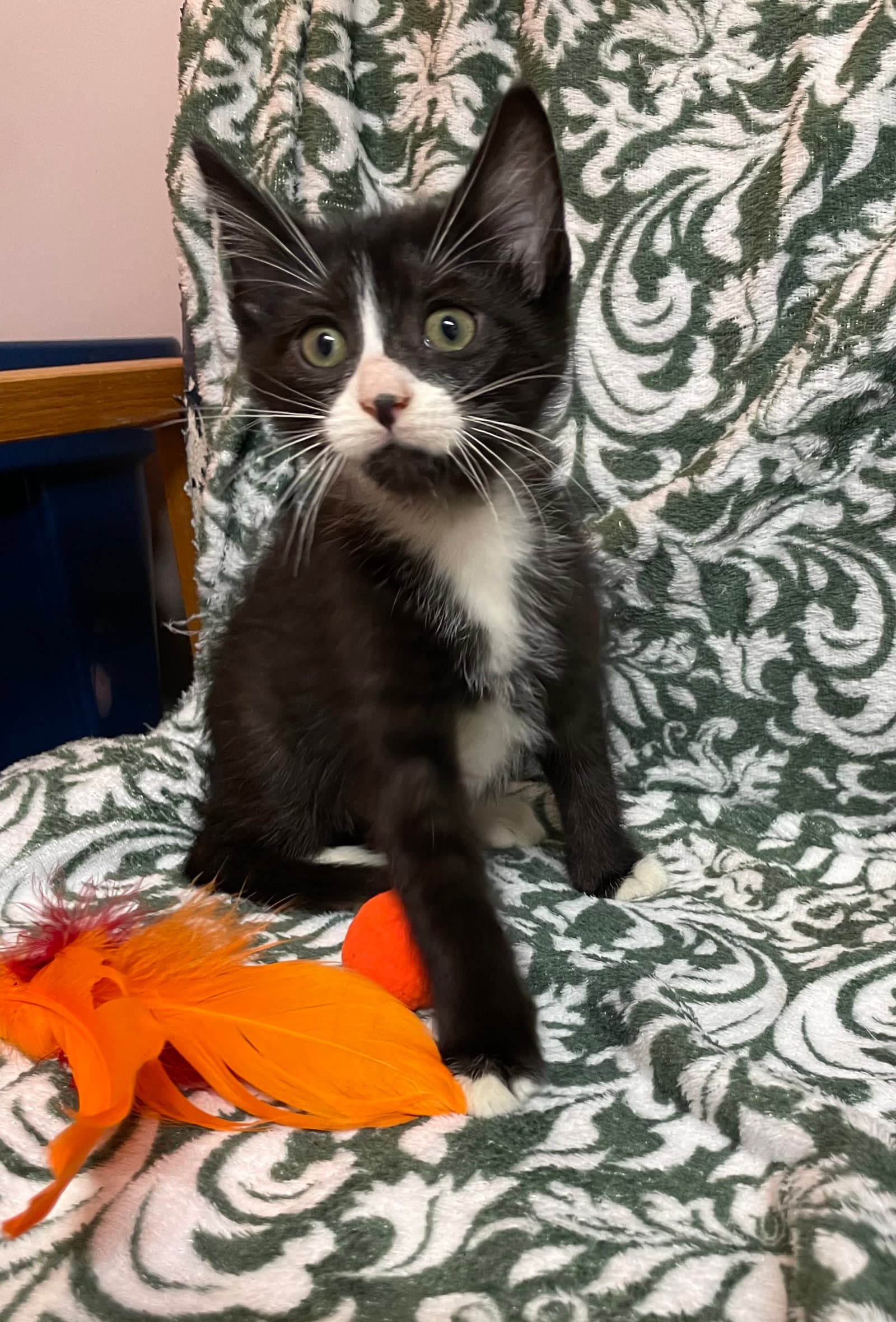 Padre - Domestic Medium Hair