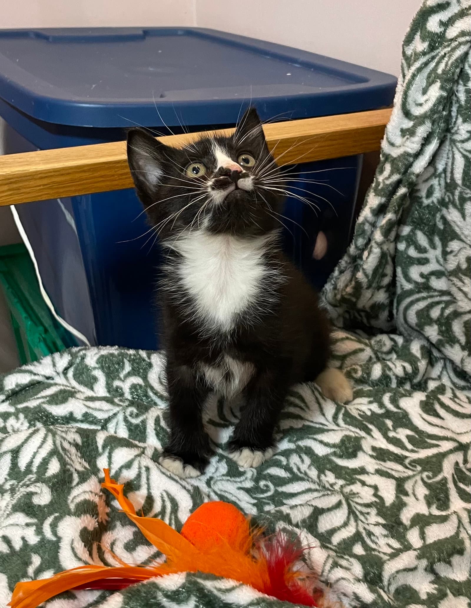Parker - Domestic Medium Hair