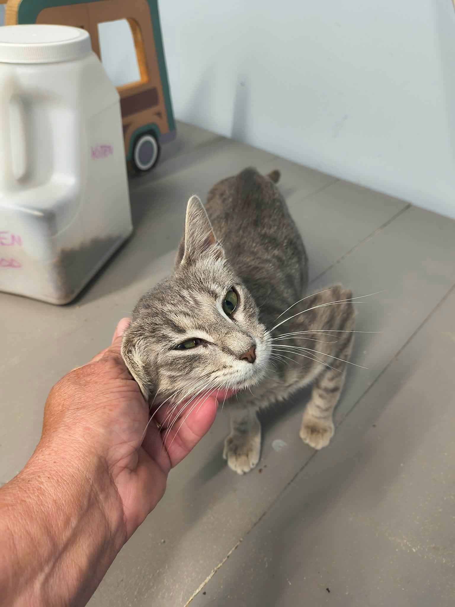 Pearl - Tabby