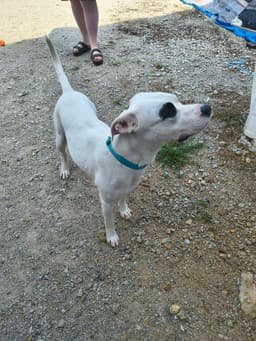 Petey image 1