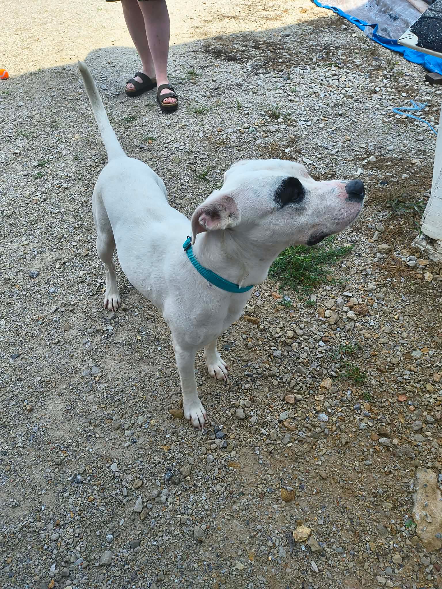 Petey - American Pit Bull Terrier