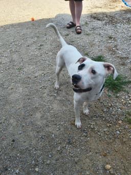 Petey image 2