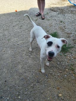 Petey image 3