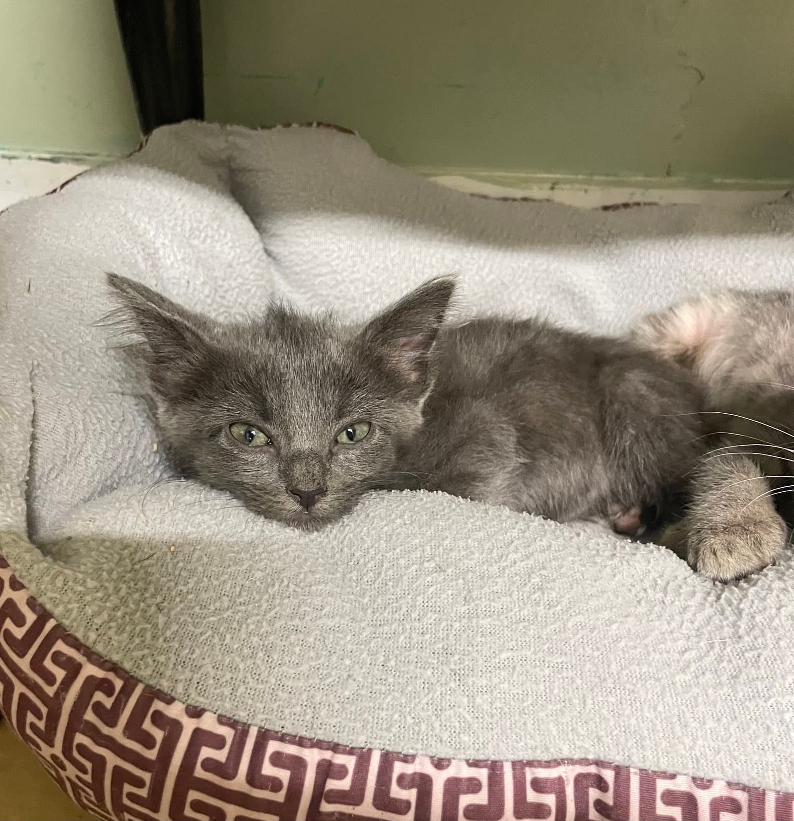 Ember - Domestic Short Hair