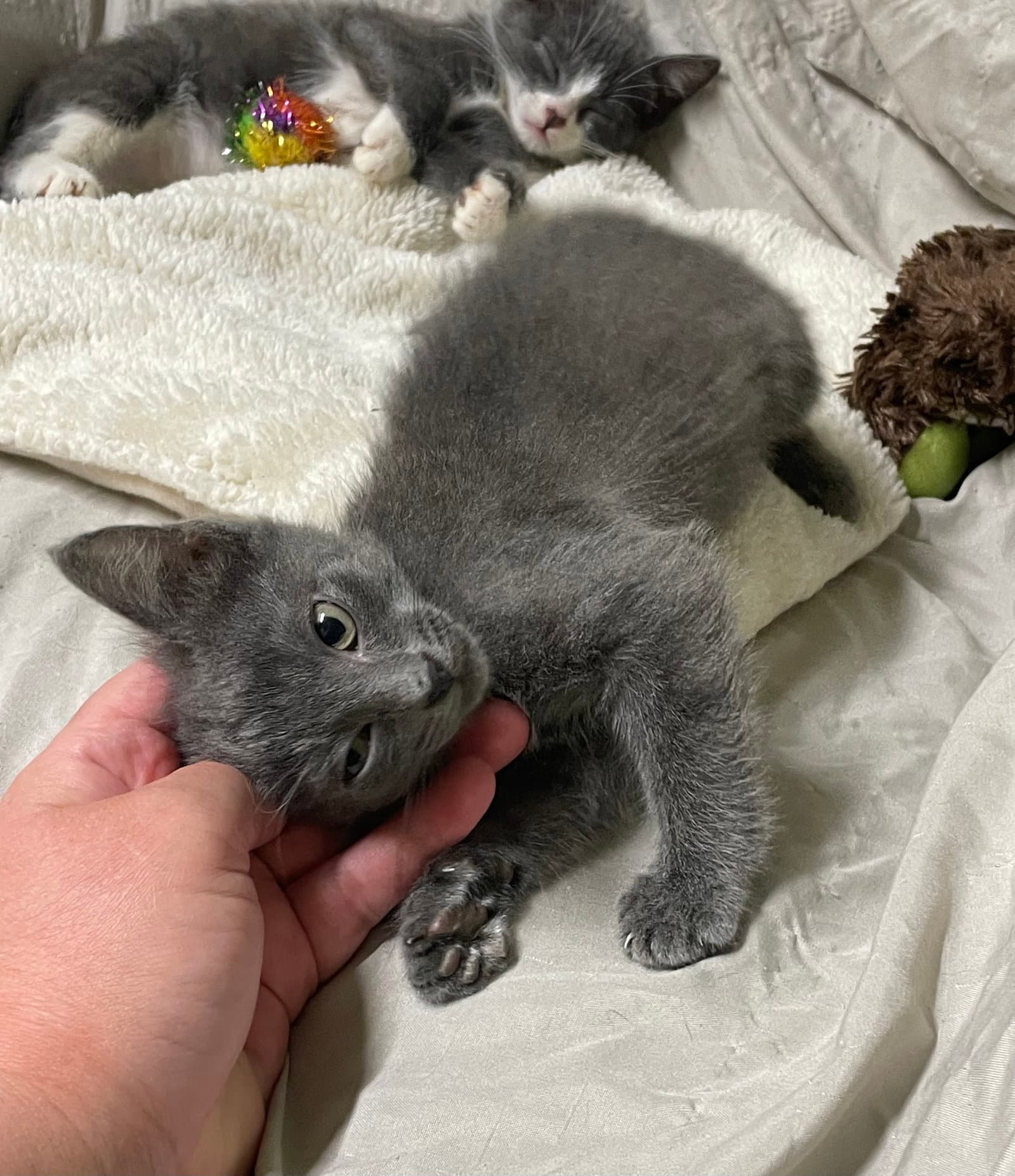 Stardust - Domestic Short Hair