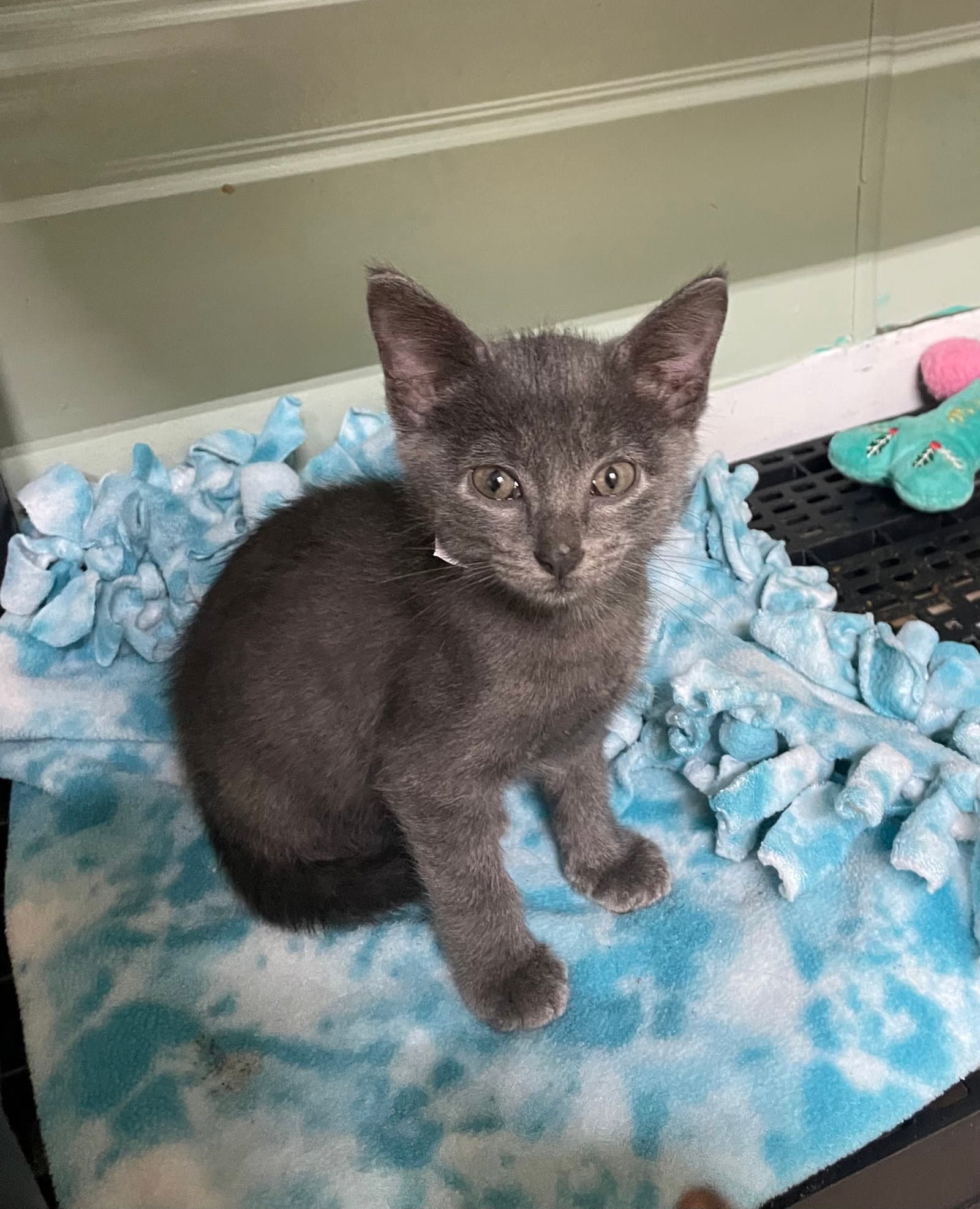 Dusky - Domestic Short Hair