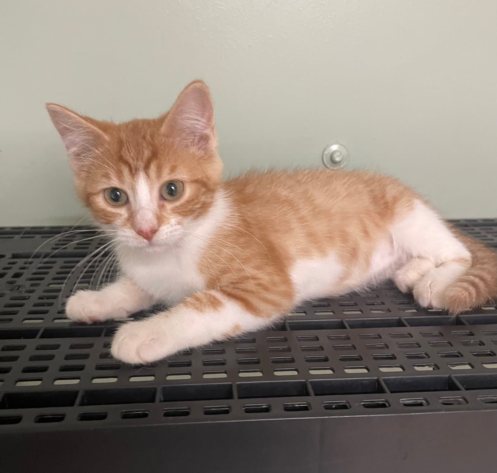 Jerry - Domestic Medium Hair