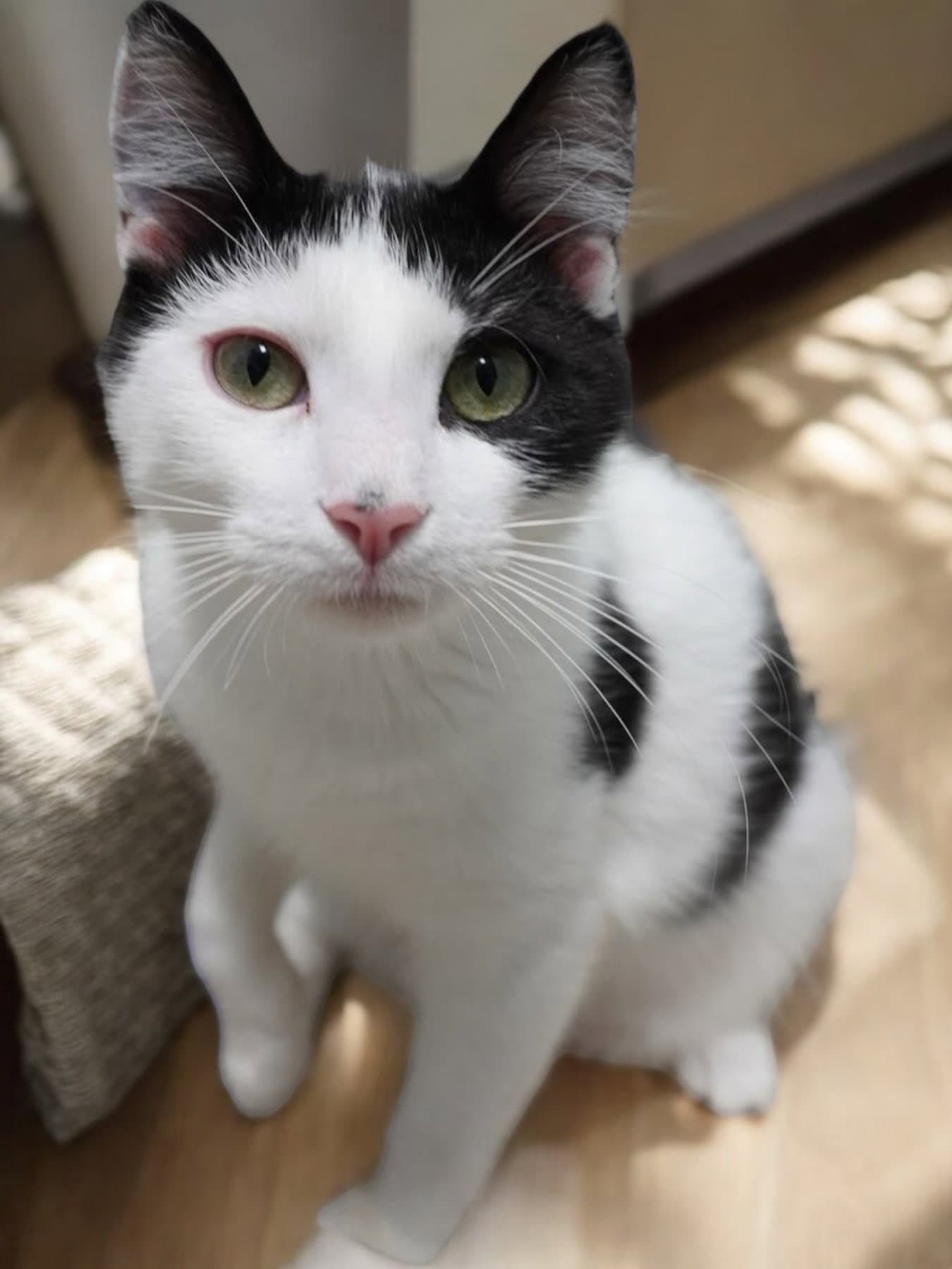 Acorn - Domestic Short Hair