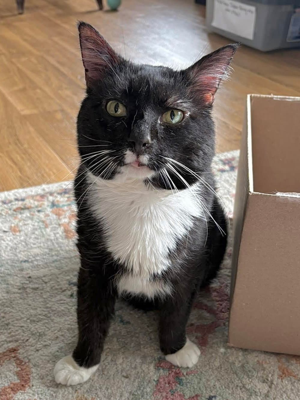 Charming - Domestic Short Hair