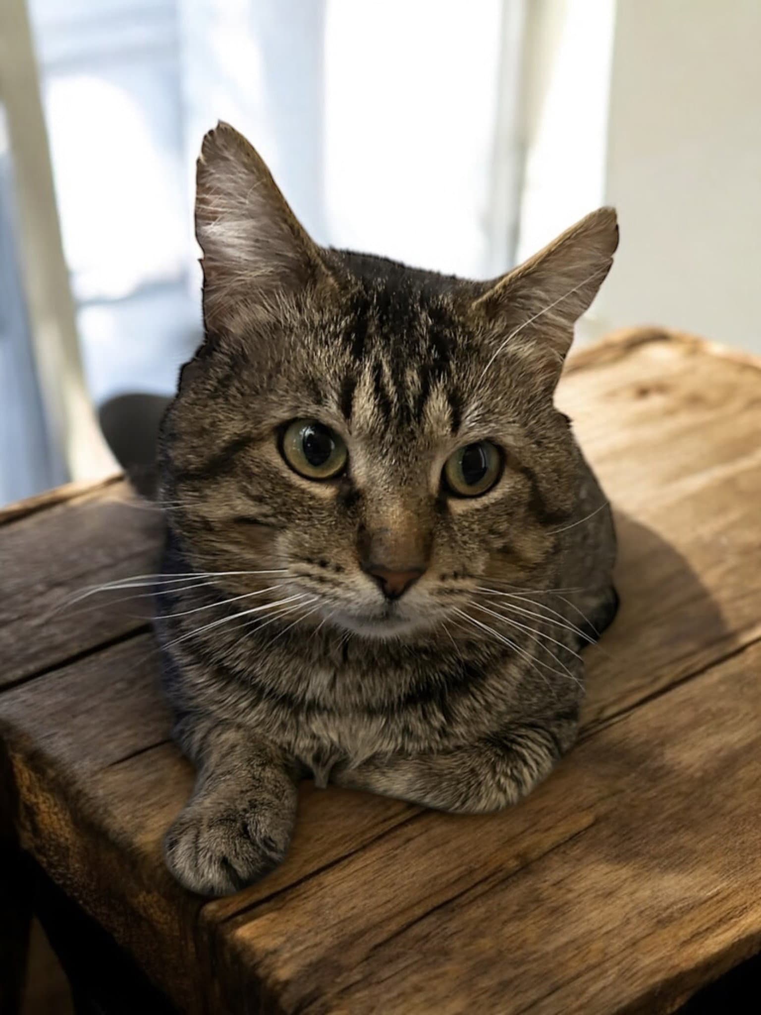 Bruce - Domestic Short Hair