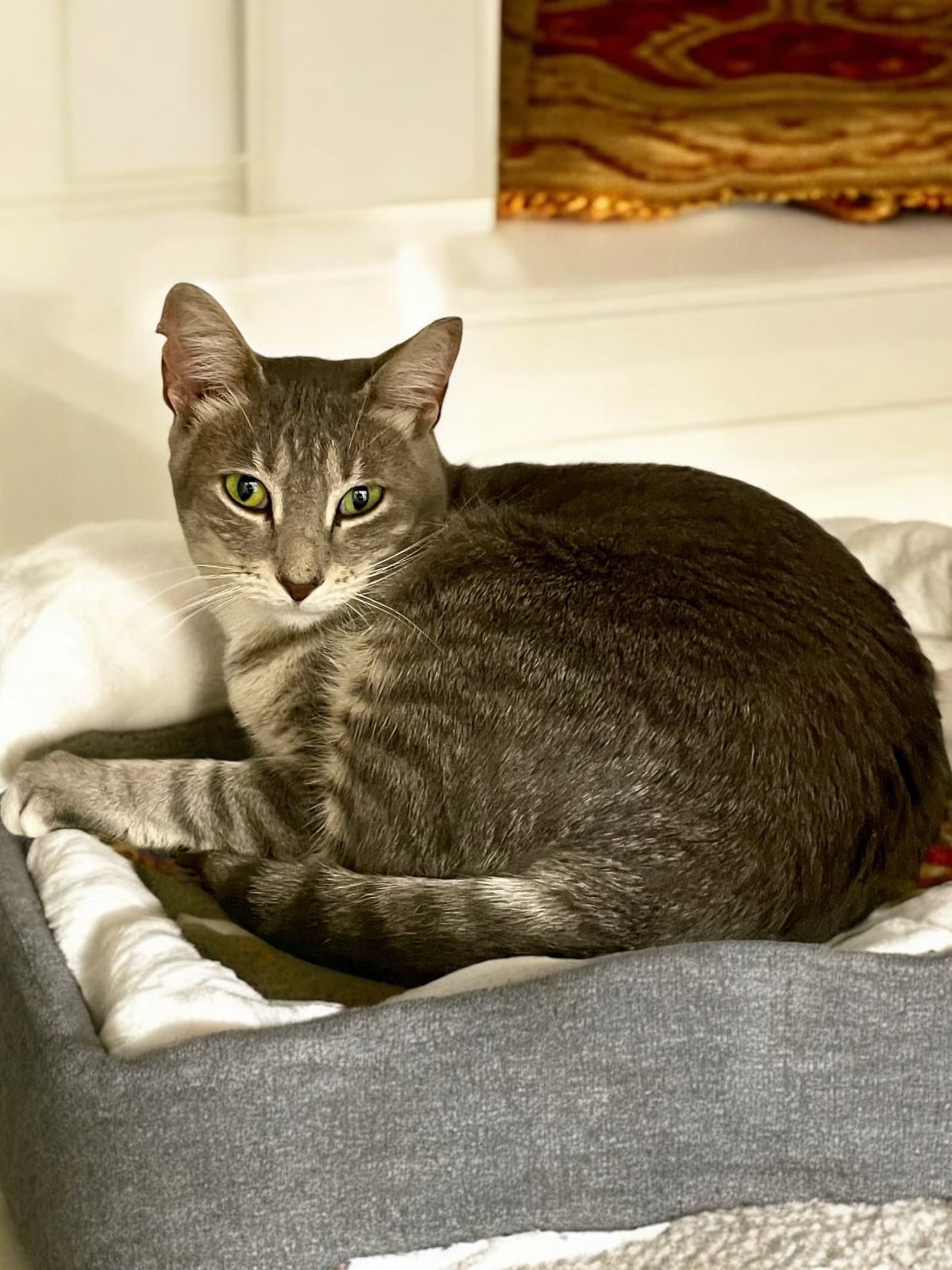 Kitkat - Domestic Short Hair