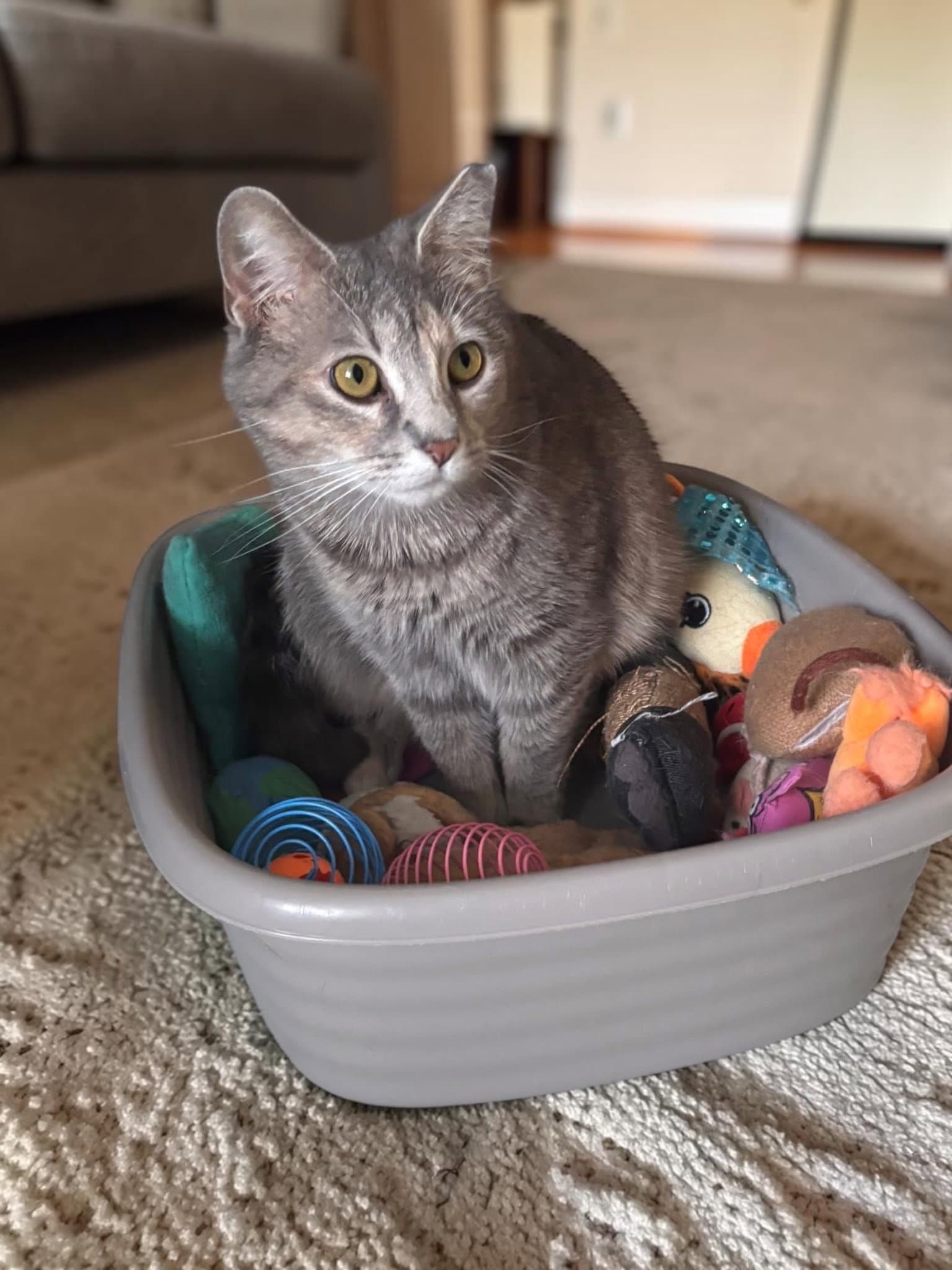 Moonbeam - Domestic Short Hair